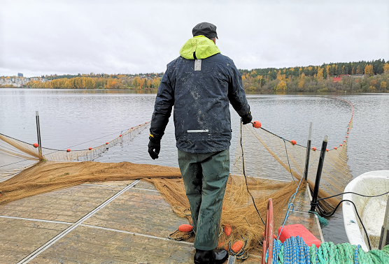 Nuotanvetoa Iidesjärvellä syksyllä 2020.